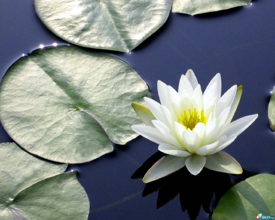 Кувшинка белоснежная — Nymphaea Candida j. et c. Presl