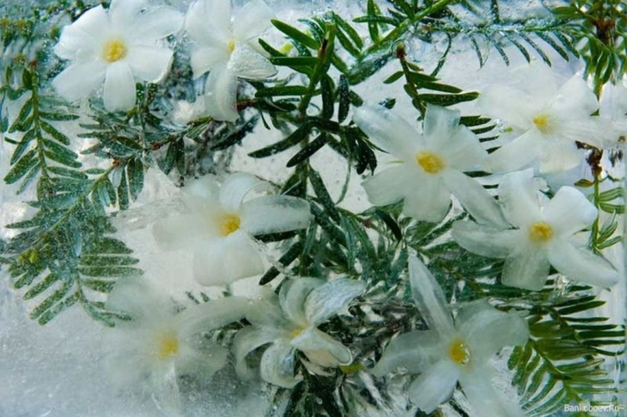 Фото сад зимой вазон