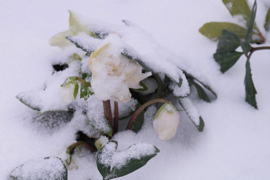 Хионодокса под снегом