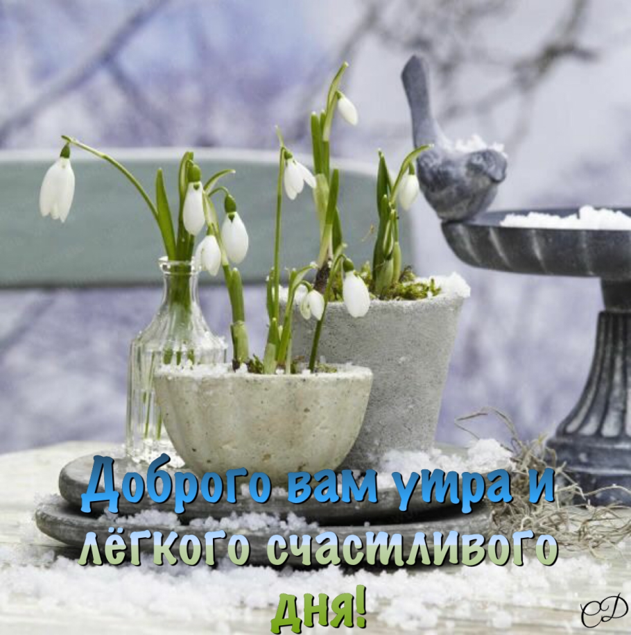 Самшит Буксус вечнозеленый