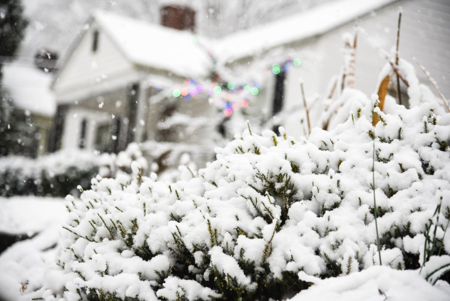 Цветы во льду