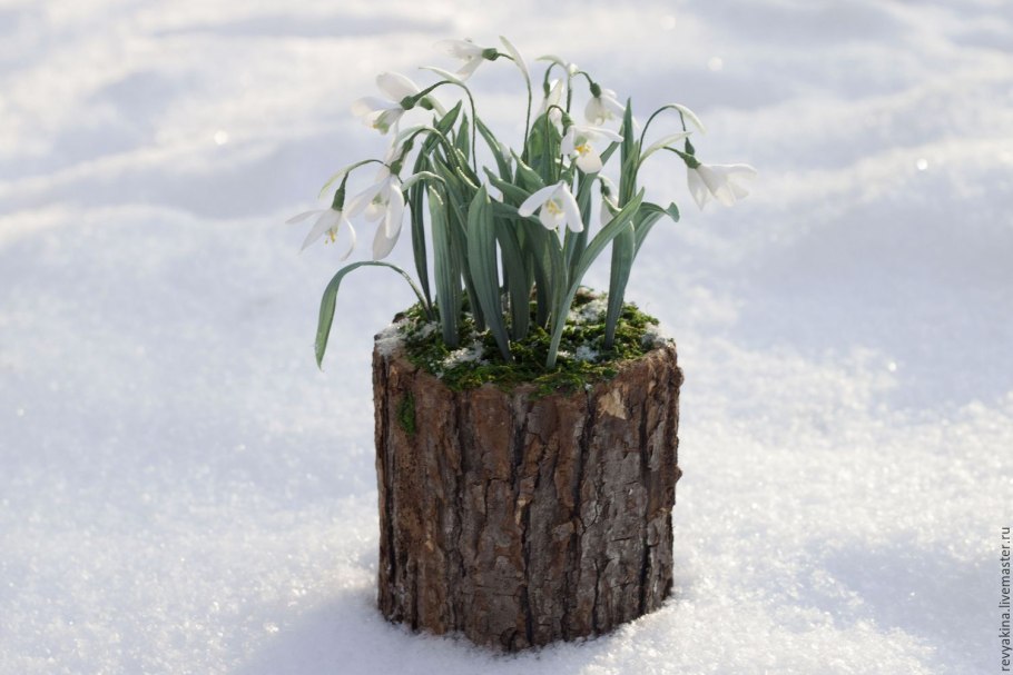 Подснежники и пенек