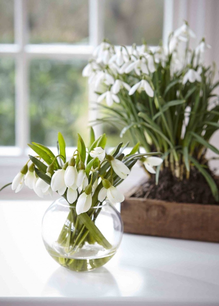 Морозник zimoi