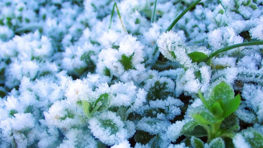 Зимовка той на улице в горшке