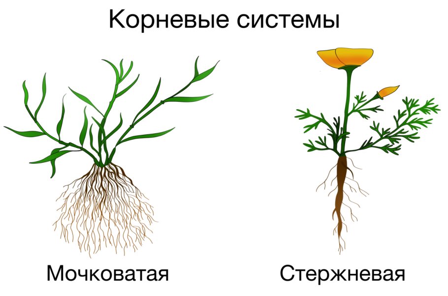 Агава Северная Америка