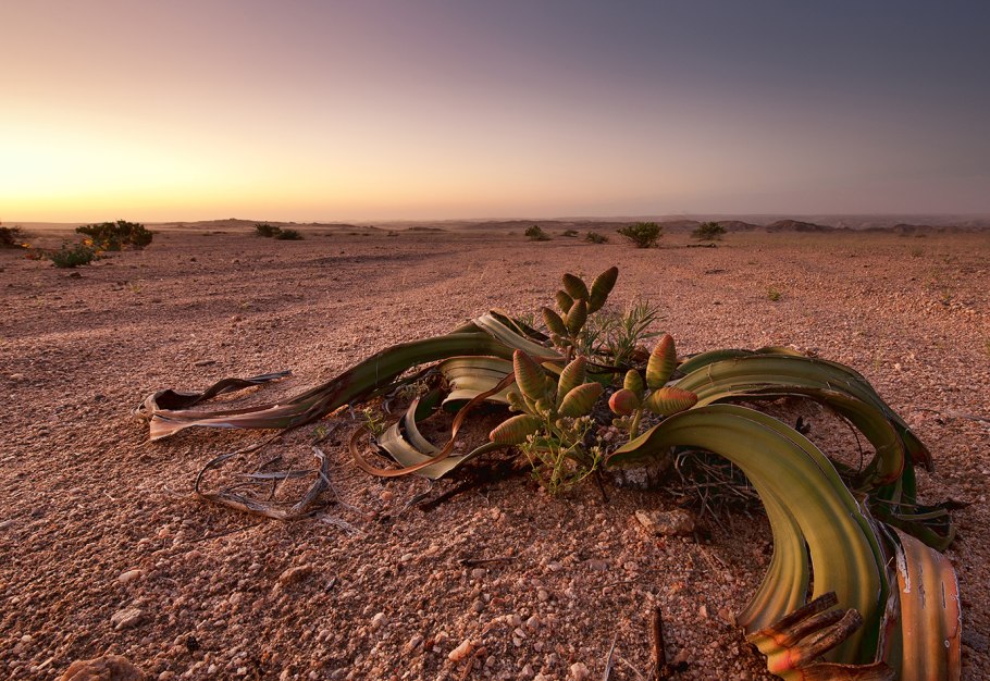 Суккуленты в Африке