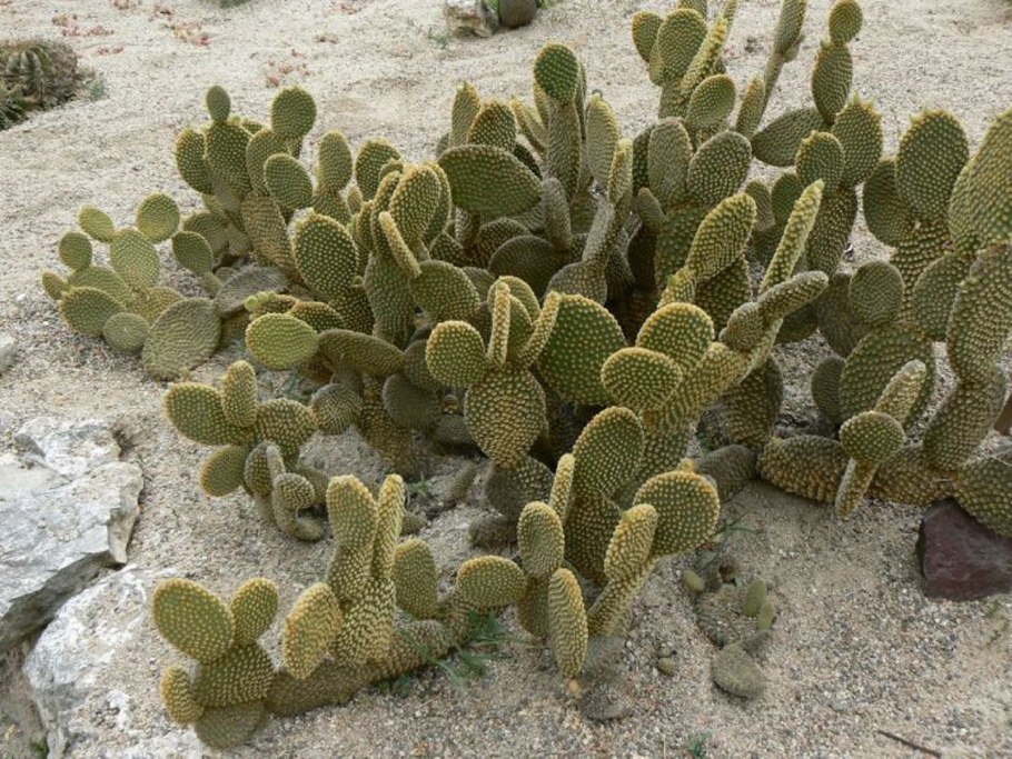 Кактус Агава