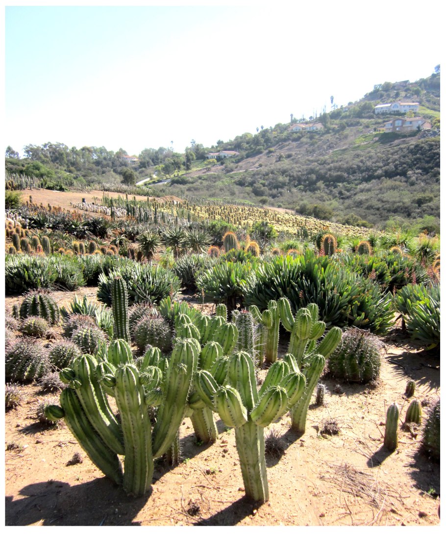 Хенофитон пустынный