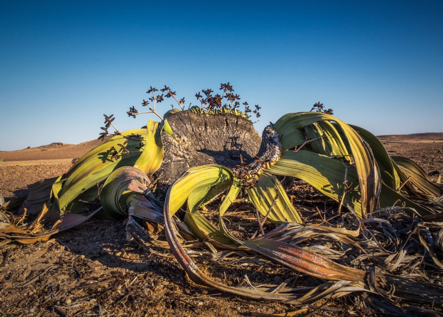 Зона полупустынь