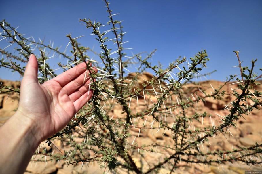 Верблюжья колючка. Чертополох