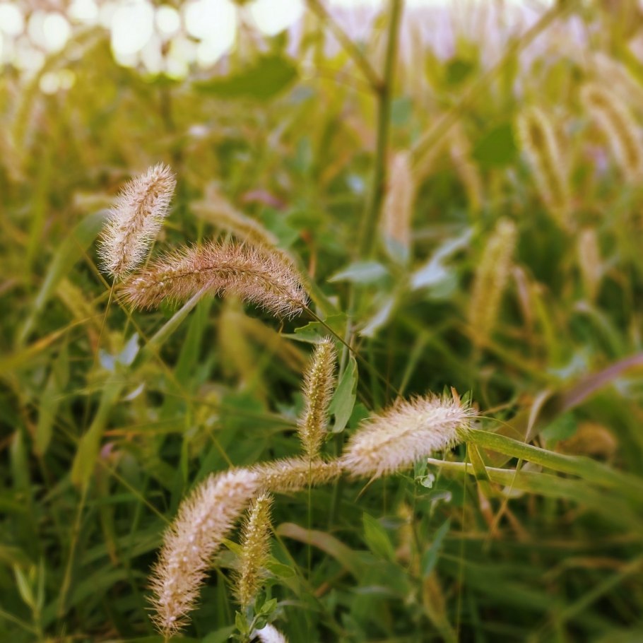 Лисохвост Луговой (Alopecurus pratensis).