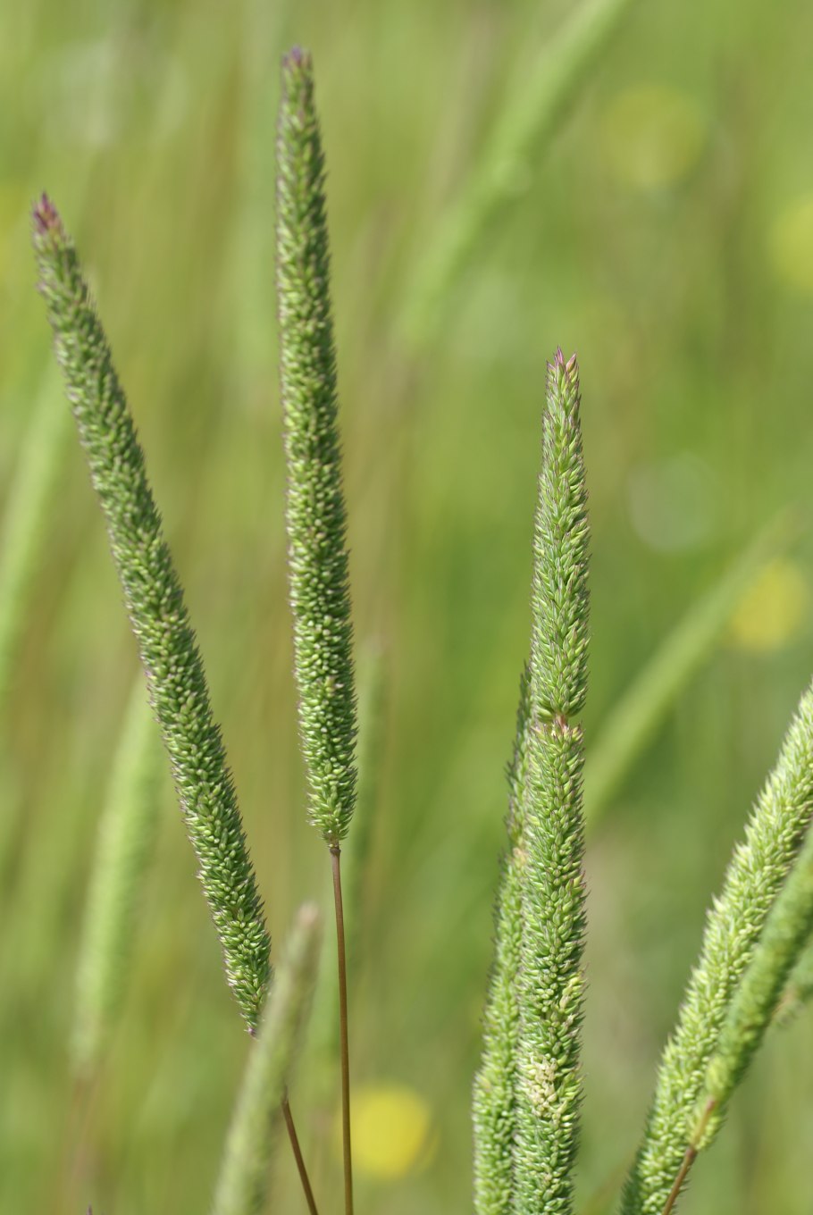 Лисохвост Луговой (Alopecurus pratensis ‘Aureovariegatus’)