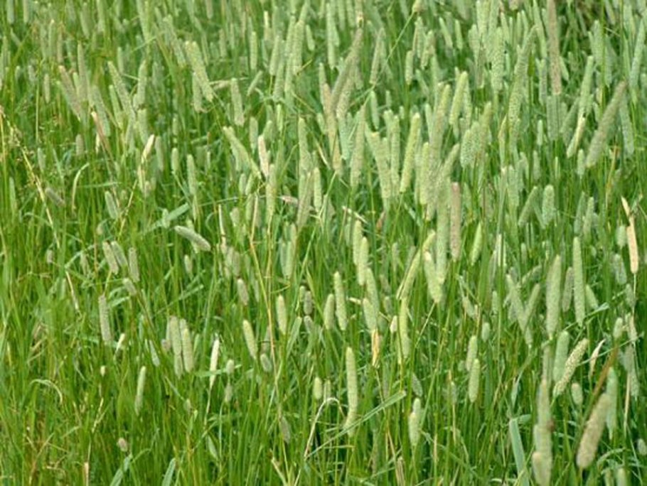 Тимофеевка Луговая Phleum pratense l.