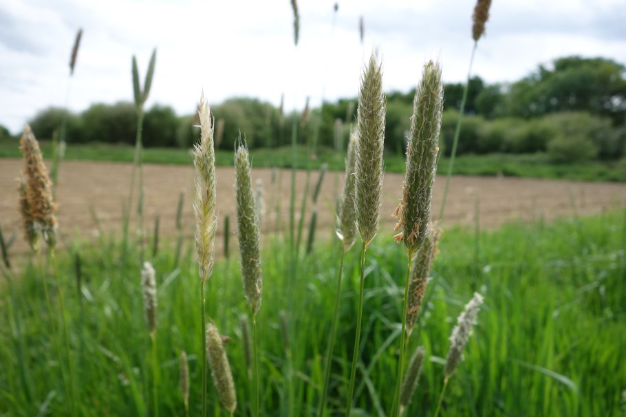 Лисохвост Луговой (Alopecurus pratensis).