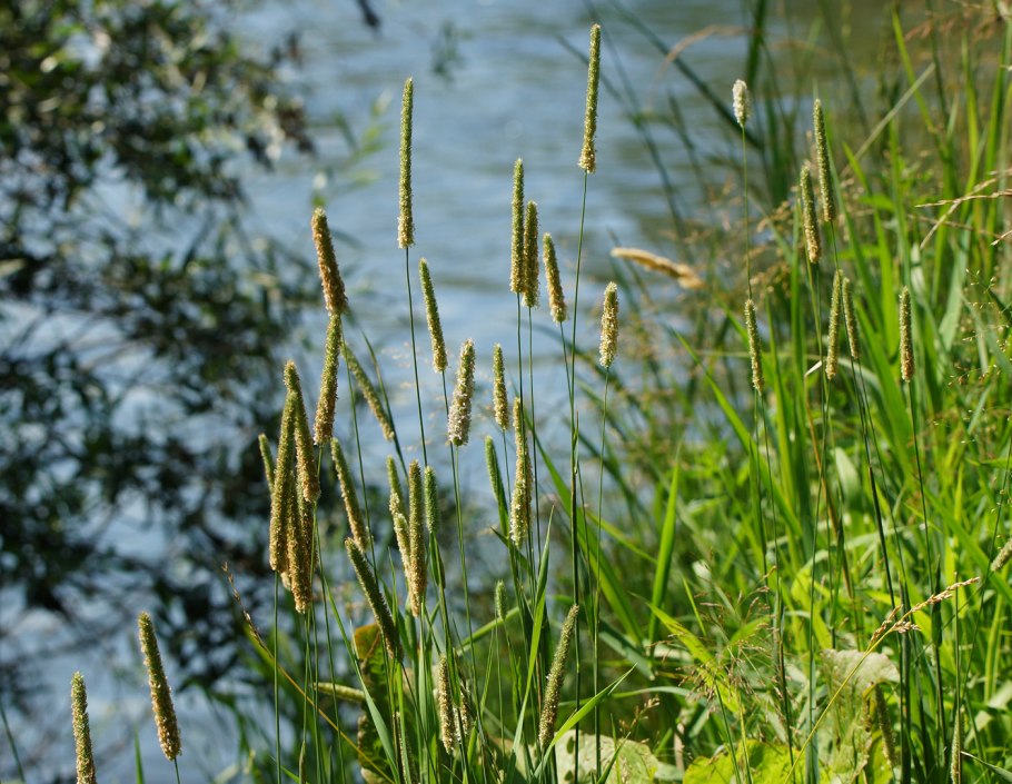 Лисохвост Луговой (Alopecurus pratensis).