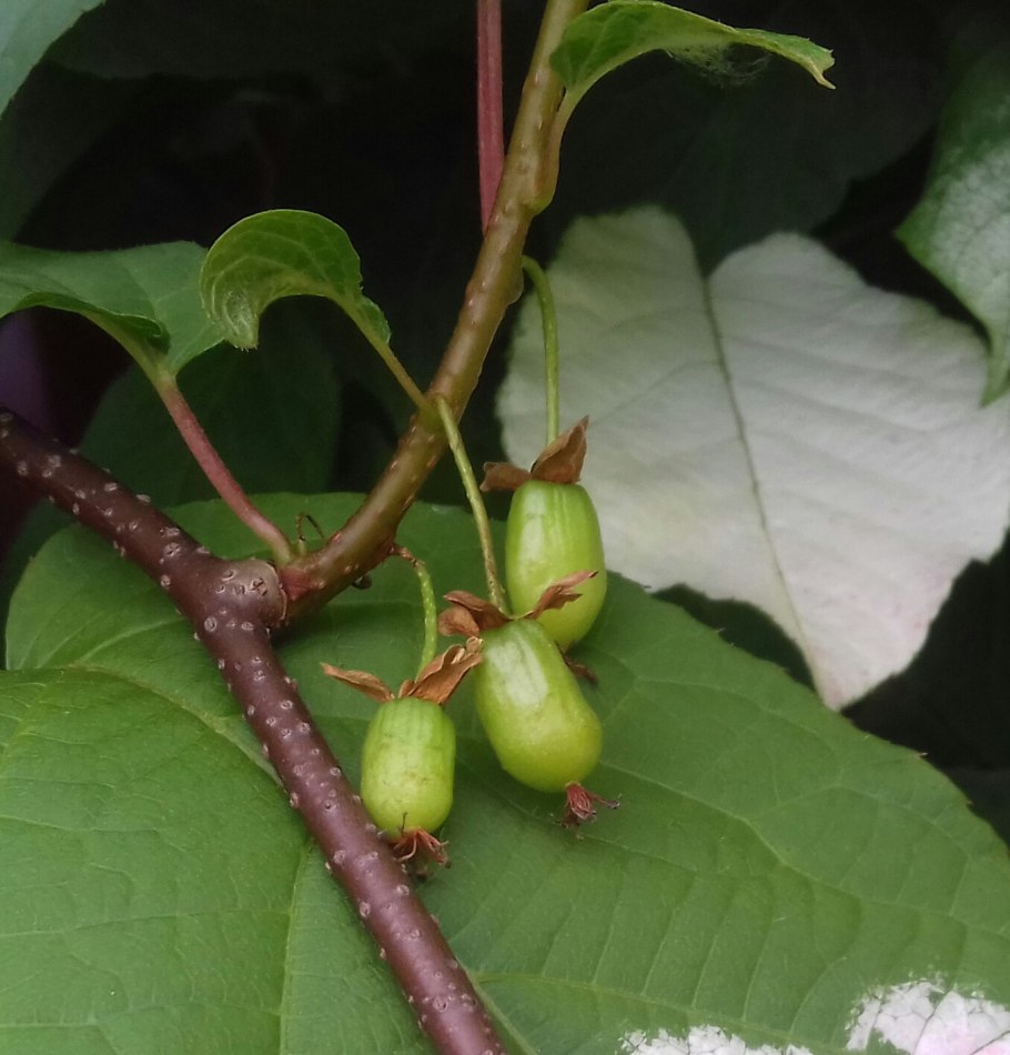 Актинидия Киевская гибридная