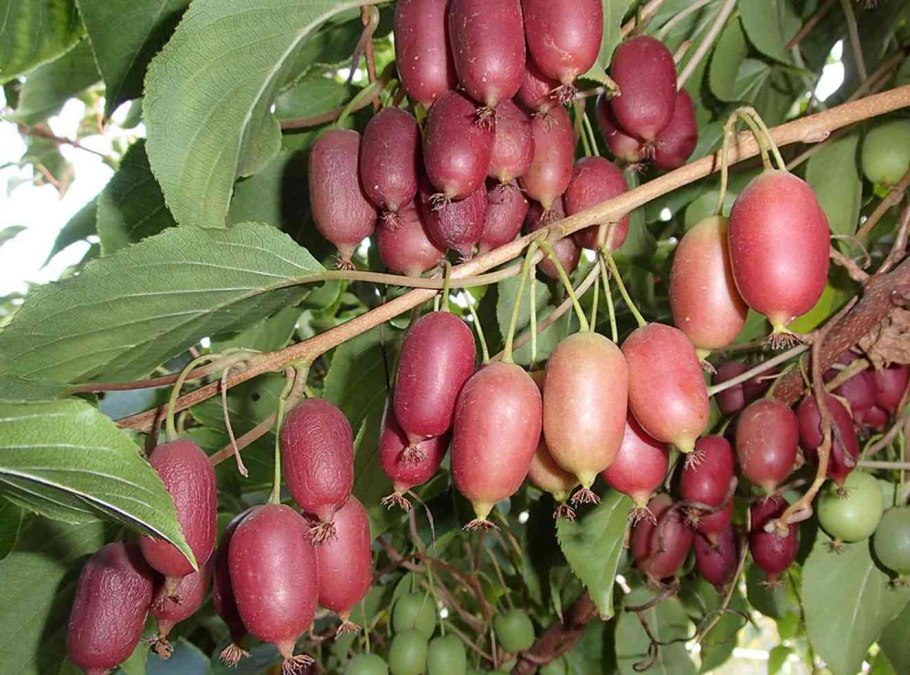 Актинидия аргута Кенс ред (Ken’s Red)