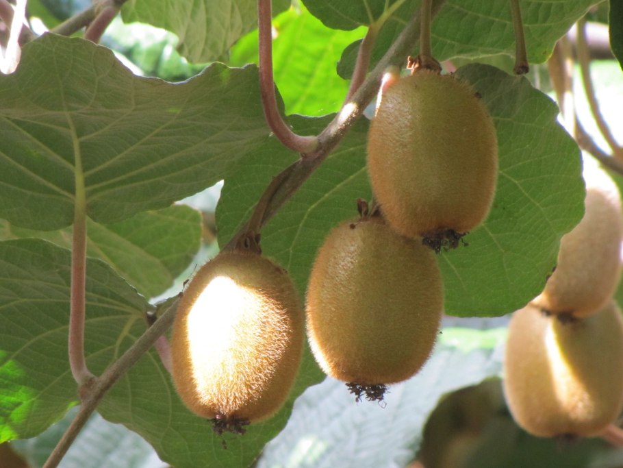 Актинидия коломикта саженцы