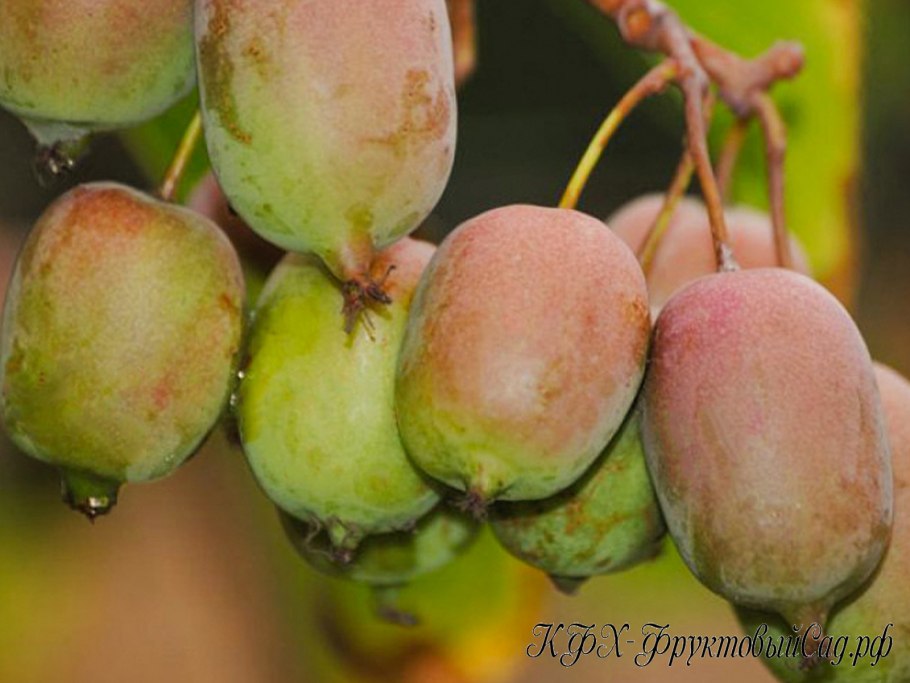 Актинидия сорт гибридная Колбасиной