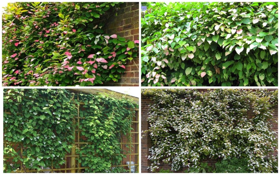 Актинидия аргута пурпурна Садова