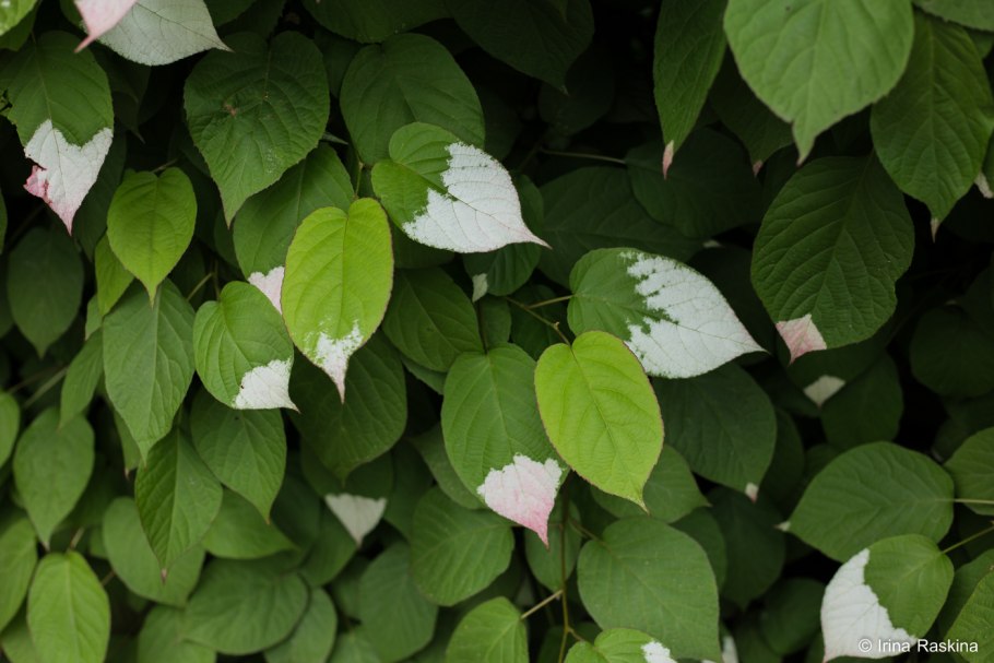 Актинидия аргута Киевская