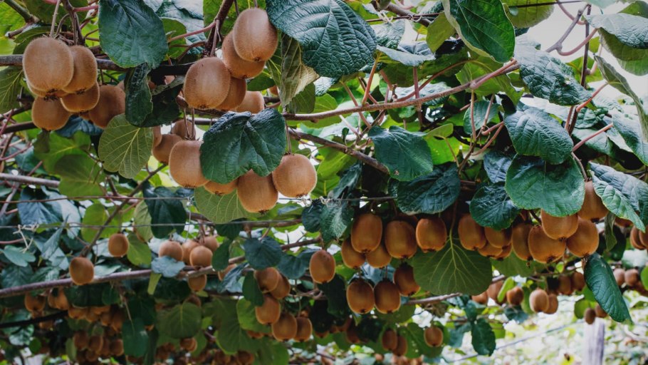 Актинидия аргута Киевская