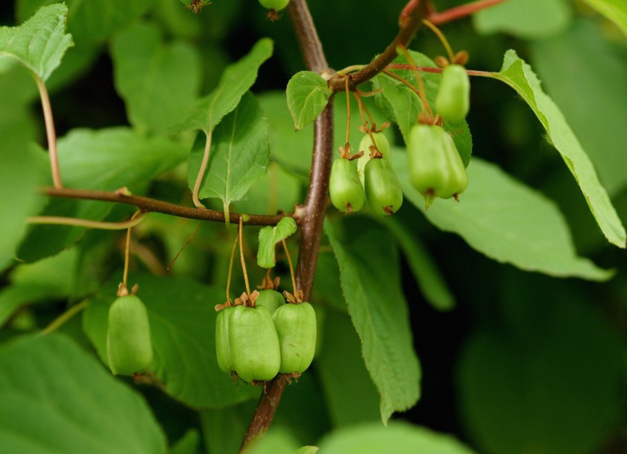 Актинидия аргута Кенс ред