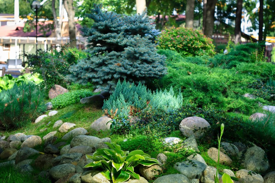 Хвойники с камнями в ландшафте