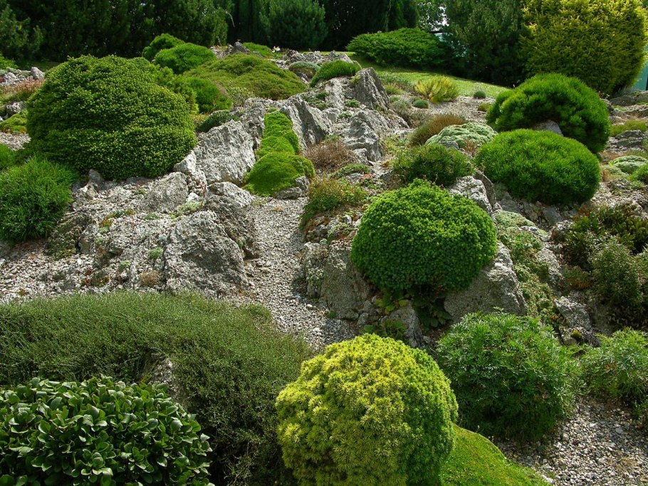 Альпийская горка с каменной розой молодило