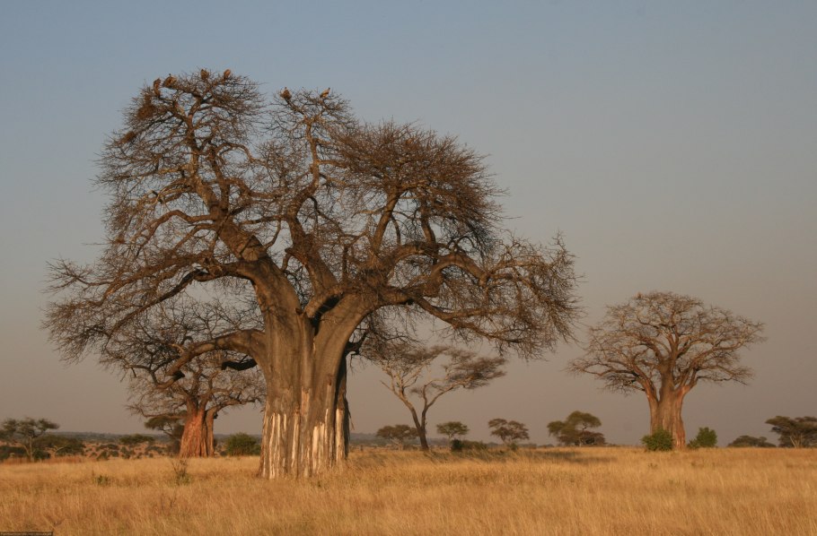 Адансония Грегори (Adansonia Gregorii l.)