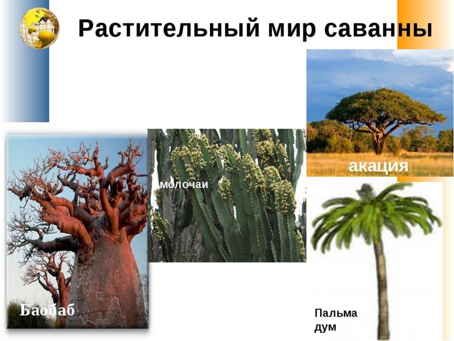 Львиное дерево