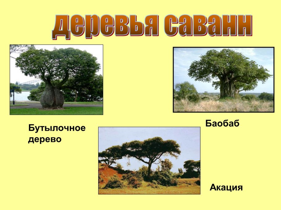 Зонтичная Акация дерево