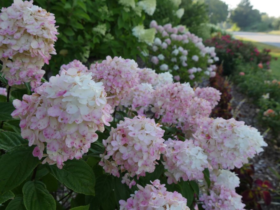 Гортензия метельчатая Файр Лайт