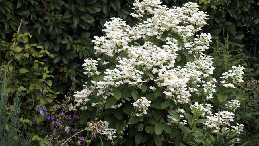 Гортензия метельчатая Infinity