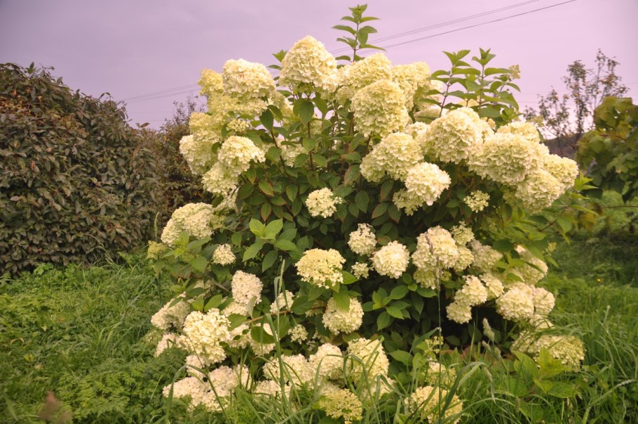 Гортензия метельчатая Infinity