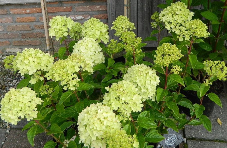 Гортензия метельчатая Infinity