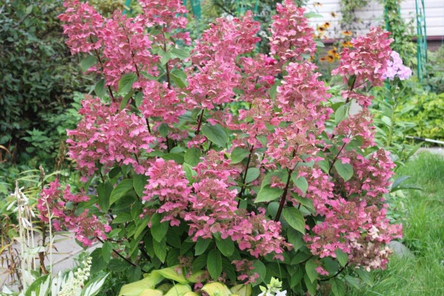 Гортензия метельчатая Долли