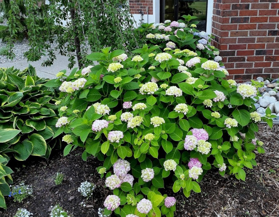 Гортензия метельчатая White Diamond