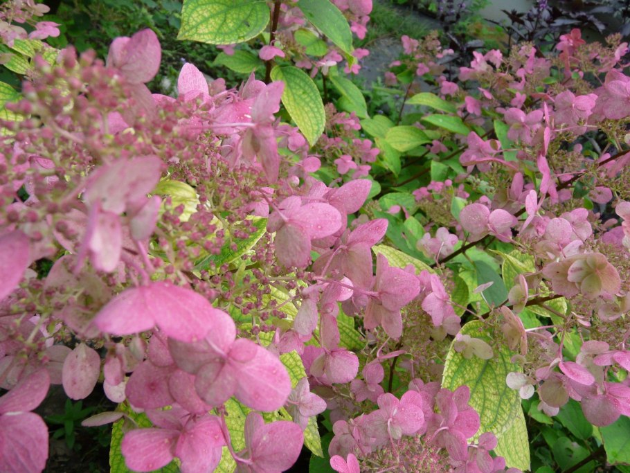 Гортензия Альба метельчатая