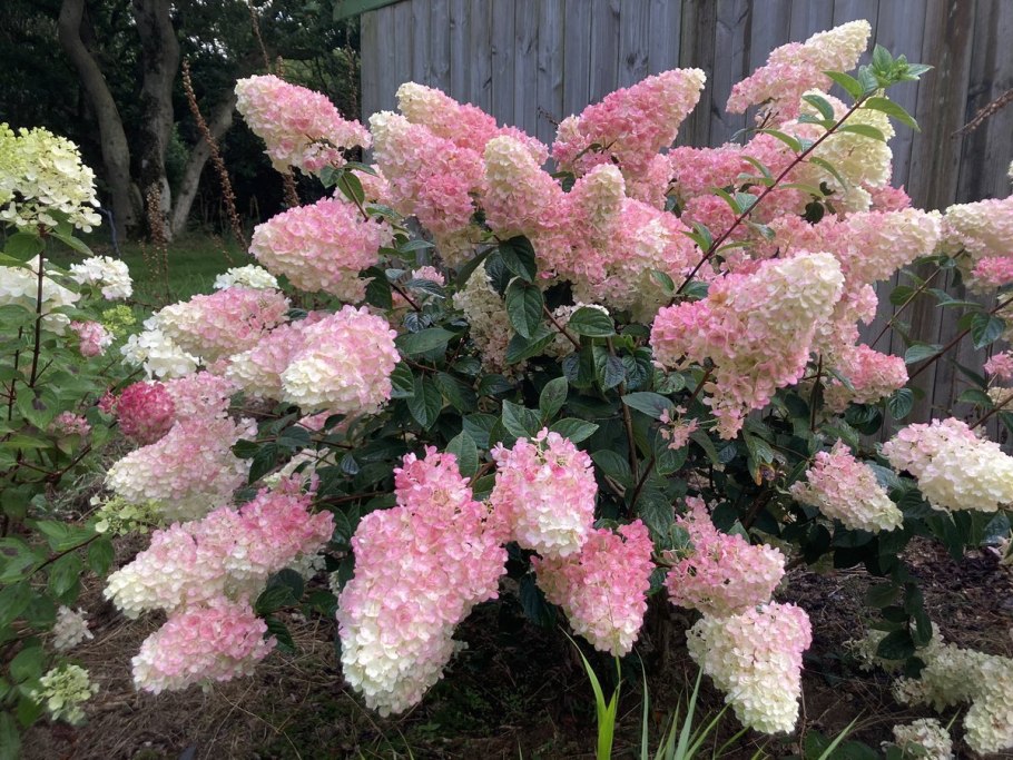 Гортензия метельчатая Мэджикал Маттерхорн
