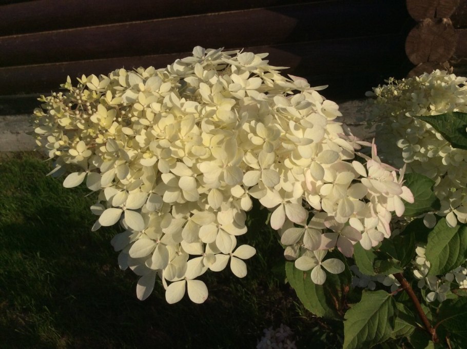 Гортензия метельчатая Infinity