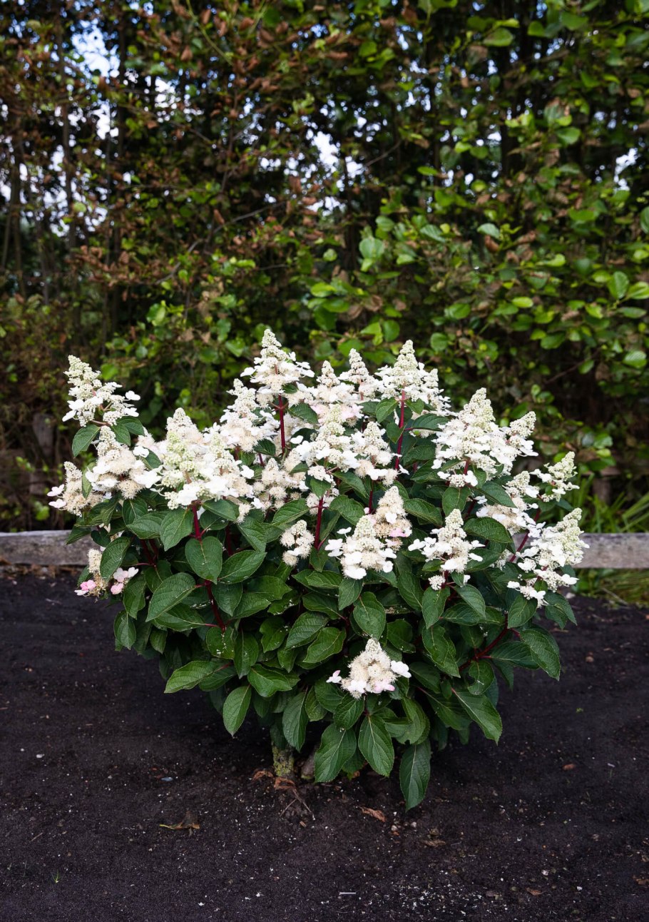 Гортензия метельчатая Баттерфляй