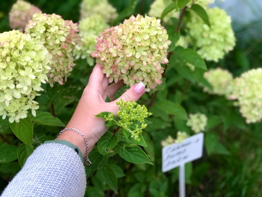 Гортензия Беби Лейс