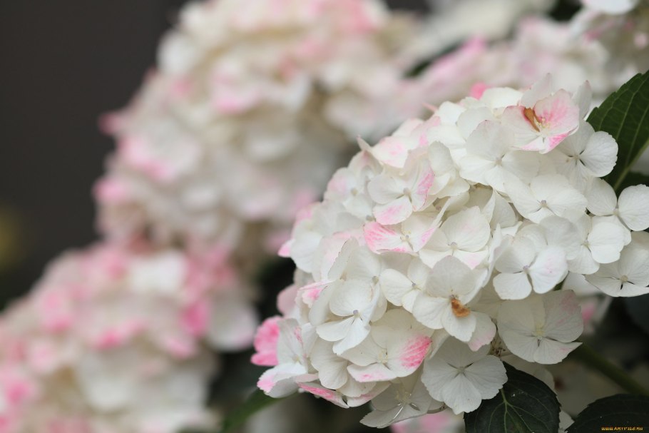 Гортензия метельчатая Infinity