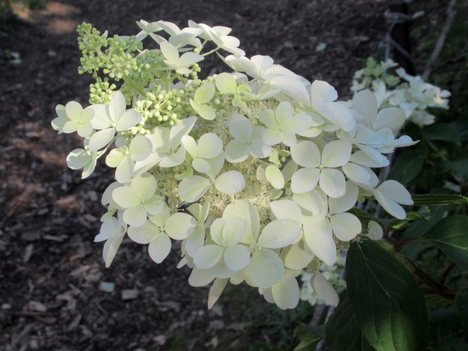 Гортензия метельчатая Mojito