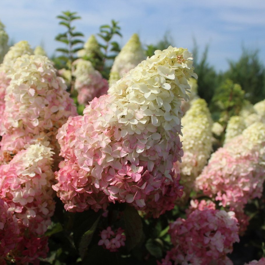 Гортензия метельчатая Infinity