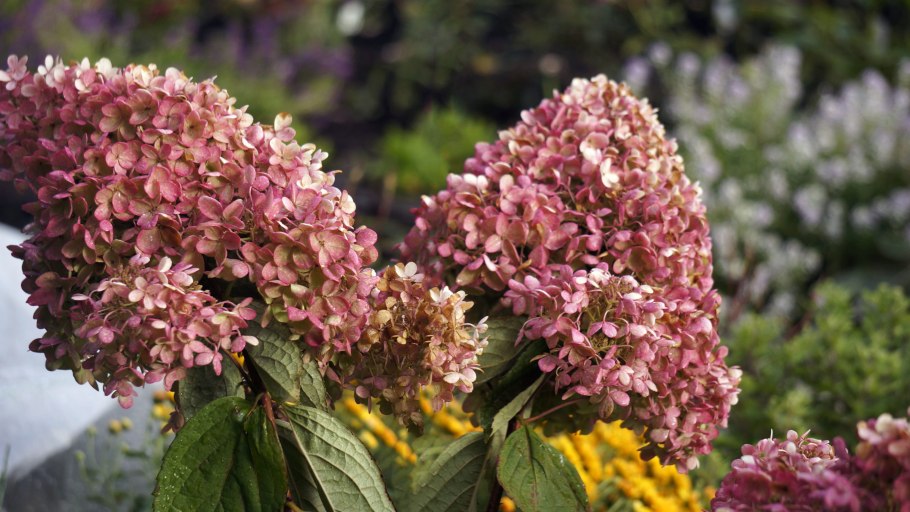 Гортензия метельчатая Infinity