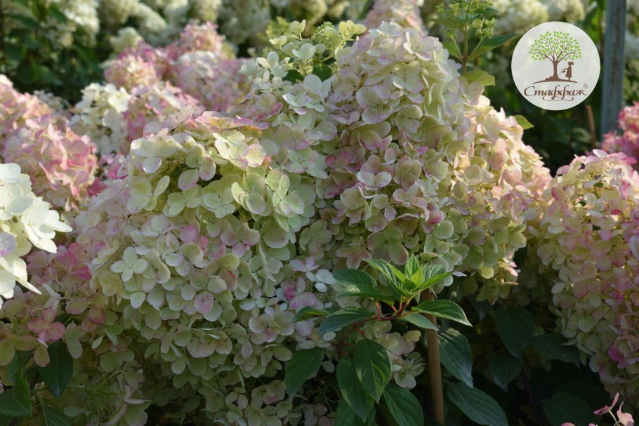 Гортензия метельчатая Infinity