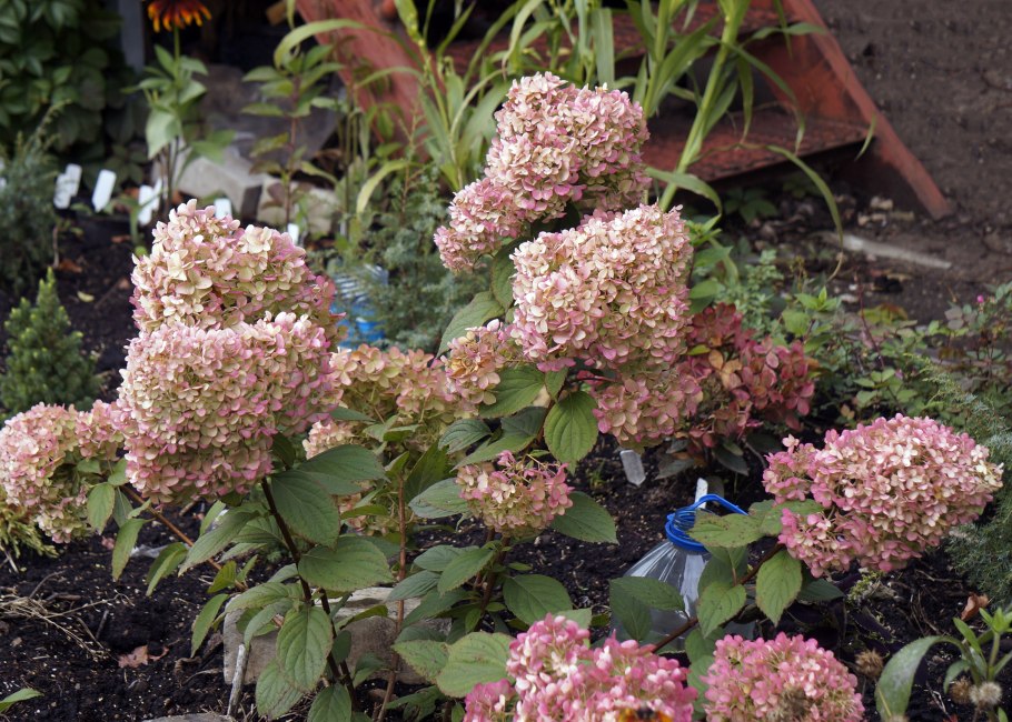 Гортензия метельчатая (Hydrangea paniculata &#96;Infinity&#96;)