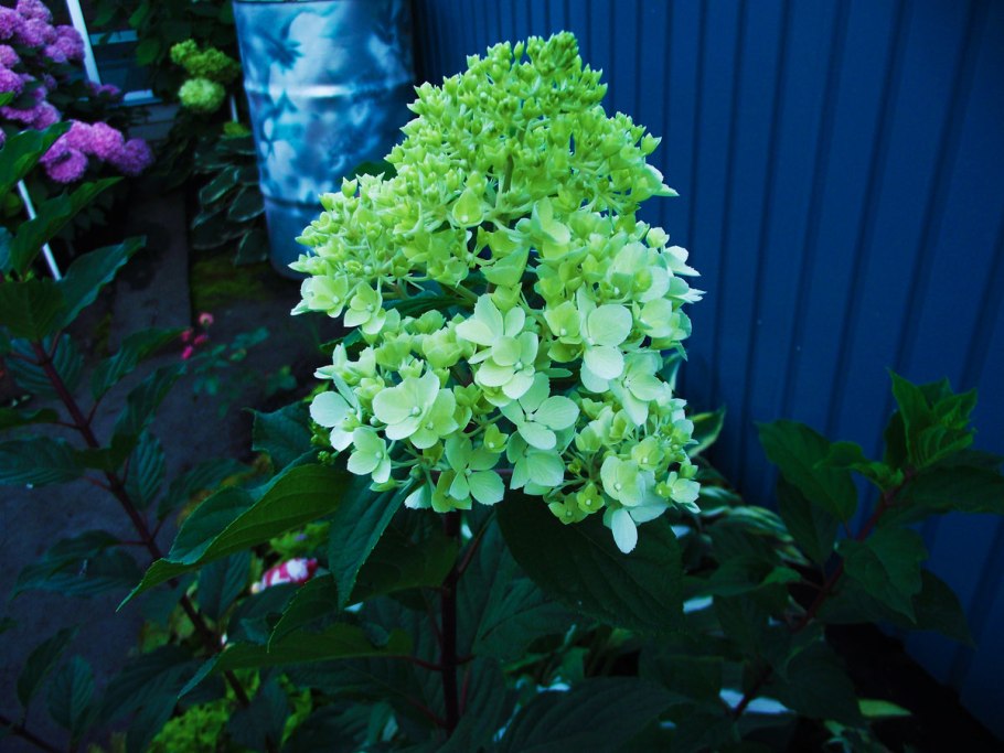 Гортензия метельчатая Infinity